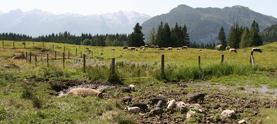 Mangalitza Schweine